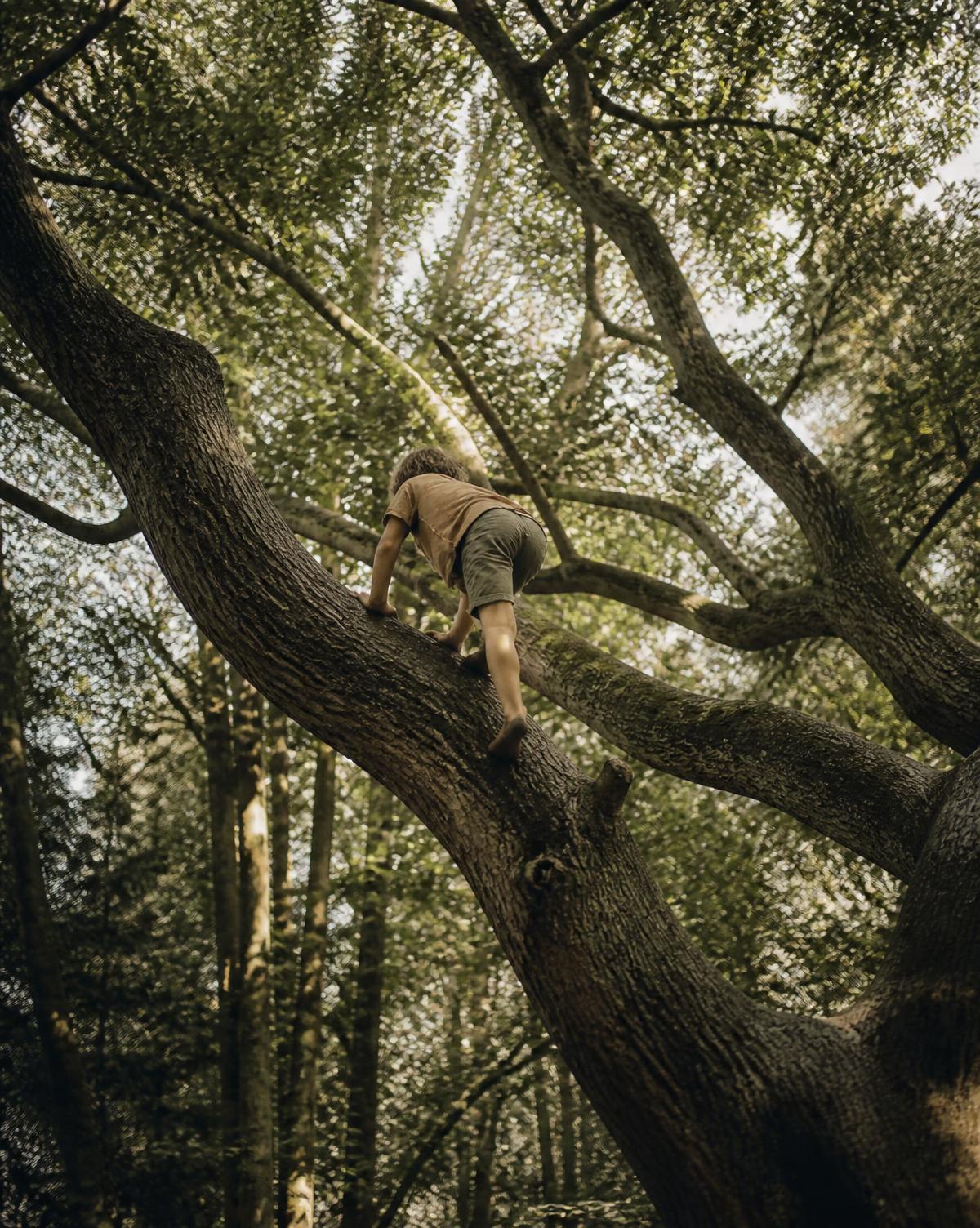 Niño trepando la rama de un árbol grande en el bosque